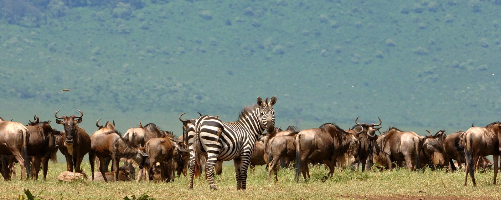 3-Day Thrilling Safari In Serengeti National Park