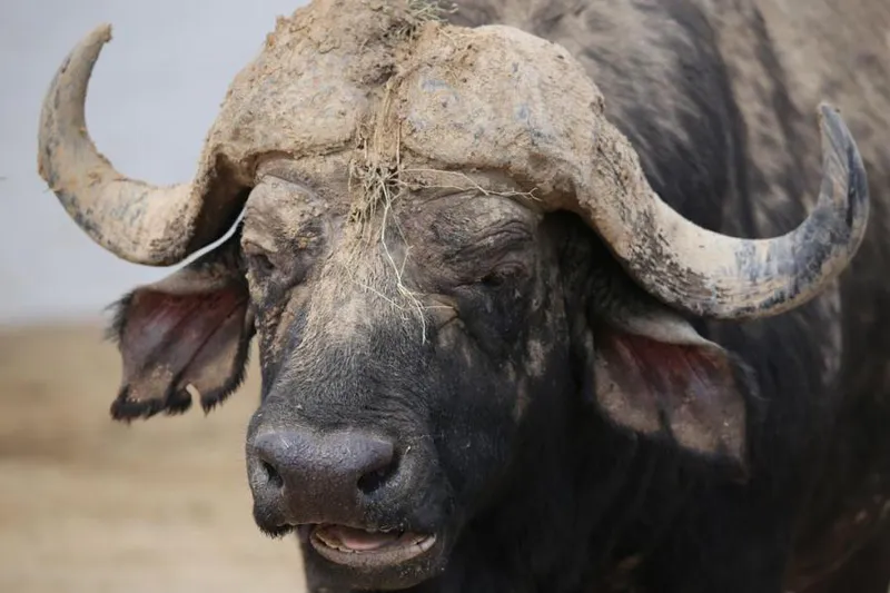 6 Days Masai Mara, Lake Nakuru & Amboseli Classic Wildlife Safari