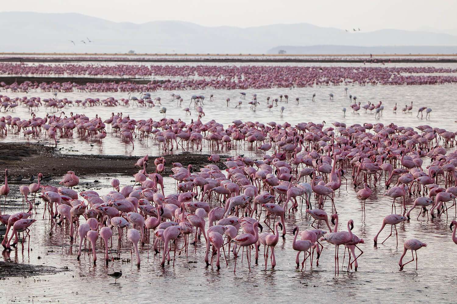 Great Migration & Big Five Safari – 9 Days Kenya & Tanzania