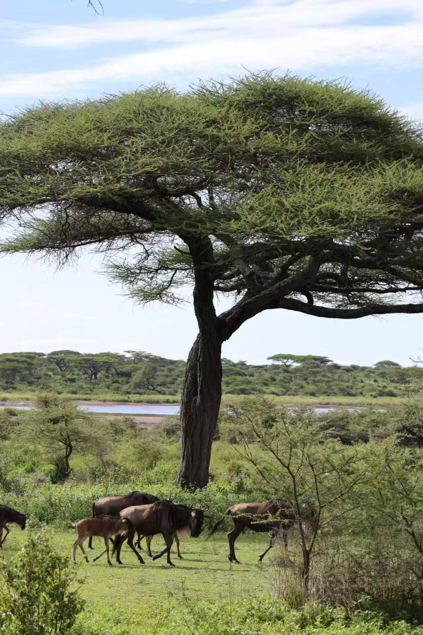 7 Days Tanzania Ultimate Honeymoon Journey – A Private African Love Story