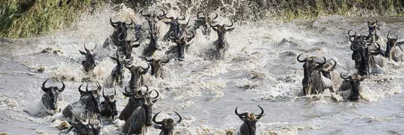 7-Day: Great Migration Luxury safari.