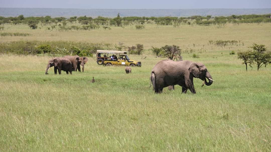 4 Days, 3 Nights - 4x4 Jeep Budget Nakuru & Mara Road Package