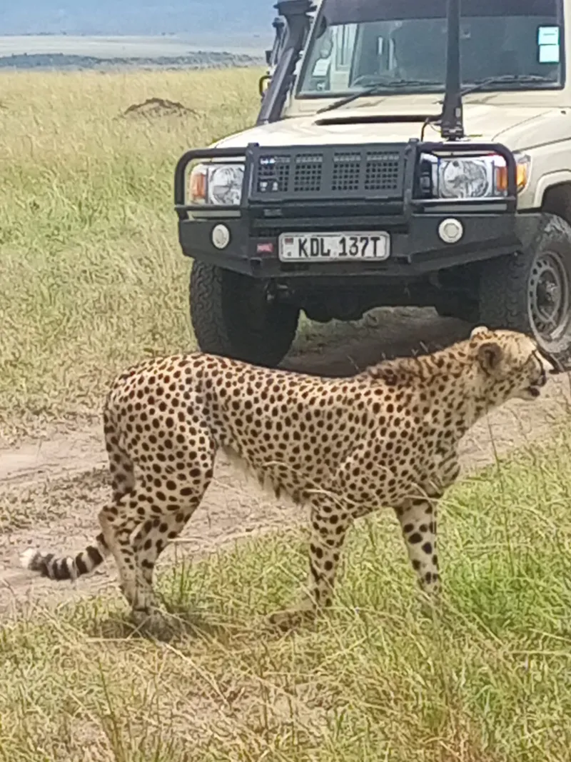3-Day Masai Mara Luxurious Private Safari