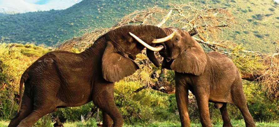 3 Day Tanzania Luxury Safari Tour