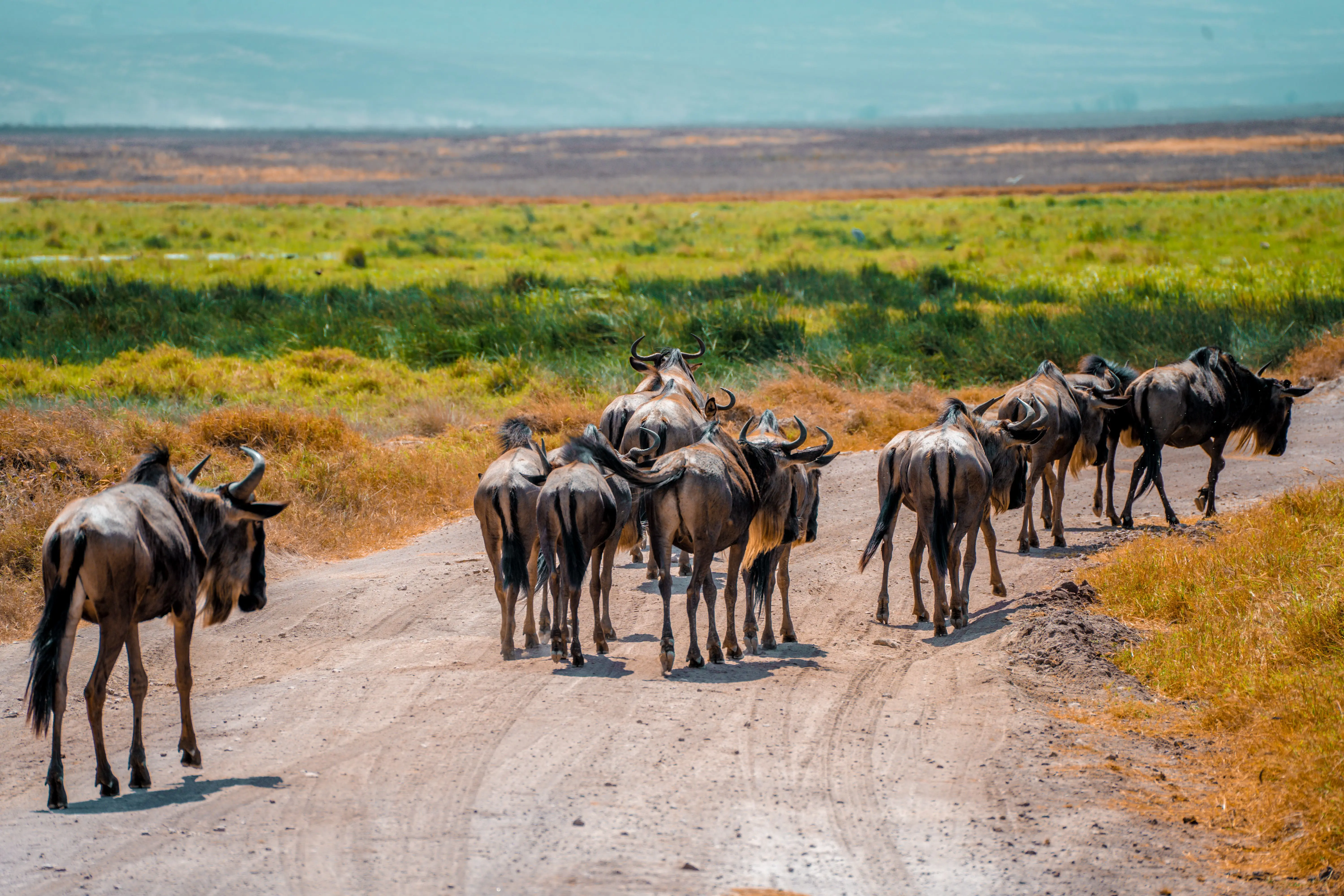 7 Days Fast Track Migration Plus Serengeti Safari Experience