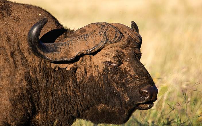 4-Day Tarangire, Ngorongoro and Ndutu Serengeti NP