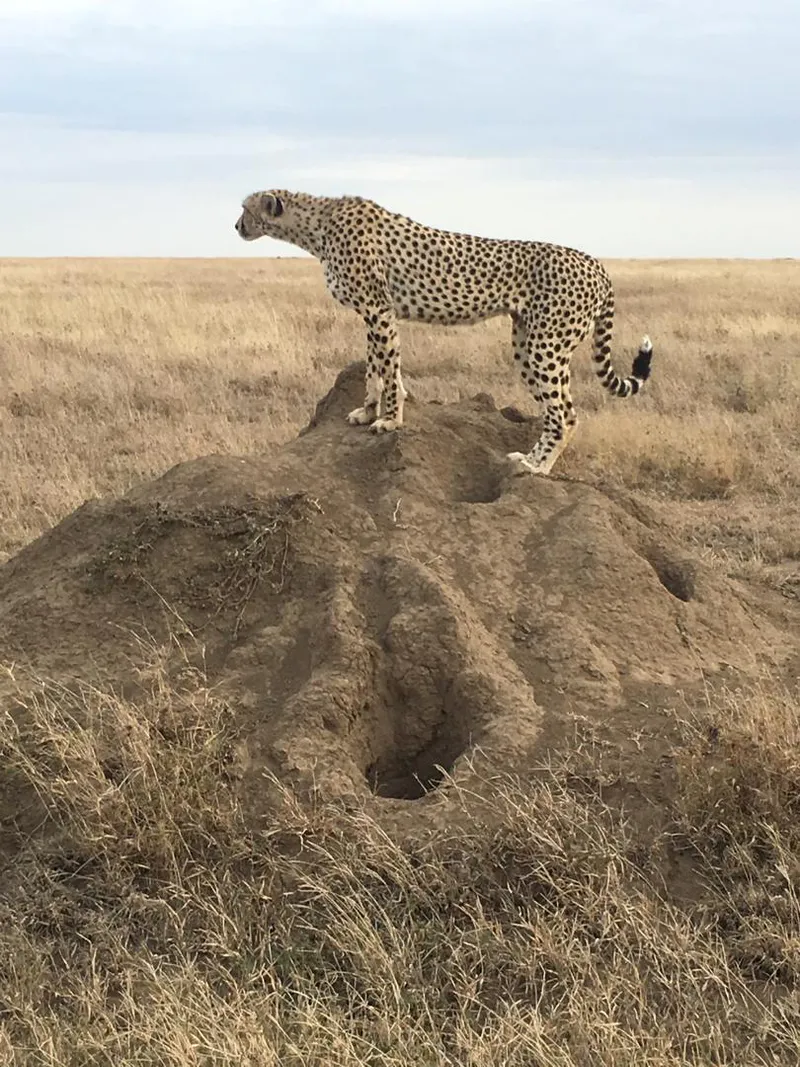 7-Day Ndutu Wildebeest Migration & Calving Season Safari