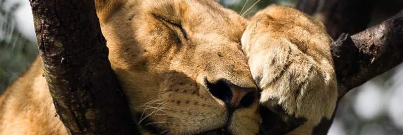 5 Day Murchisonfalls and Queen Elizabeth National Park