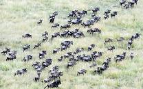 5-Day Fly -in and Fly- out Safari Adventure