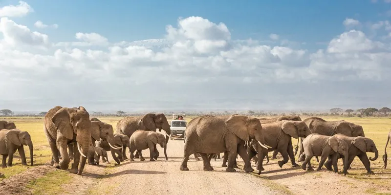 2-Day Amboseli Amazing Safari