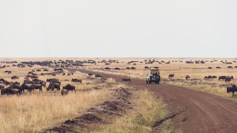 5 Day Ol Pejeta, Lake Nakuru and Maasai Mara Safari