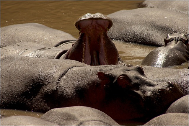 4-Day The Great Awaits in Serengeti National Park