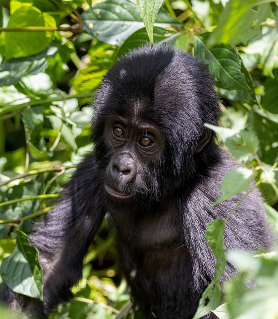 5 Day Bwindi Gorilla Experience