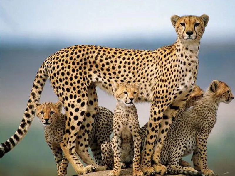 Kenya’s Northern Treasures: 4 Days Samburu & Ol Pejeta Safari