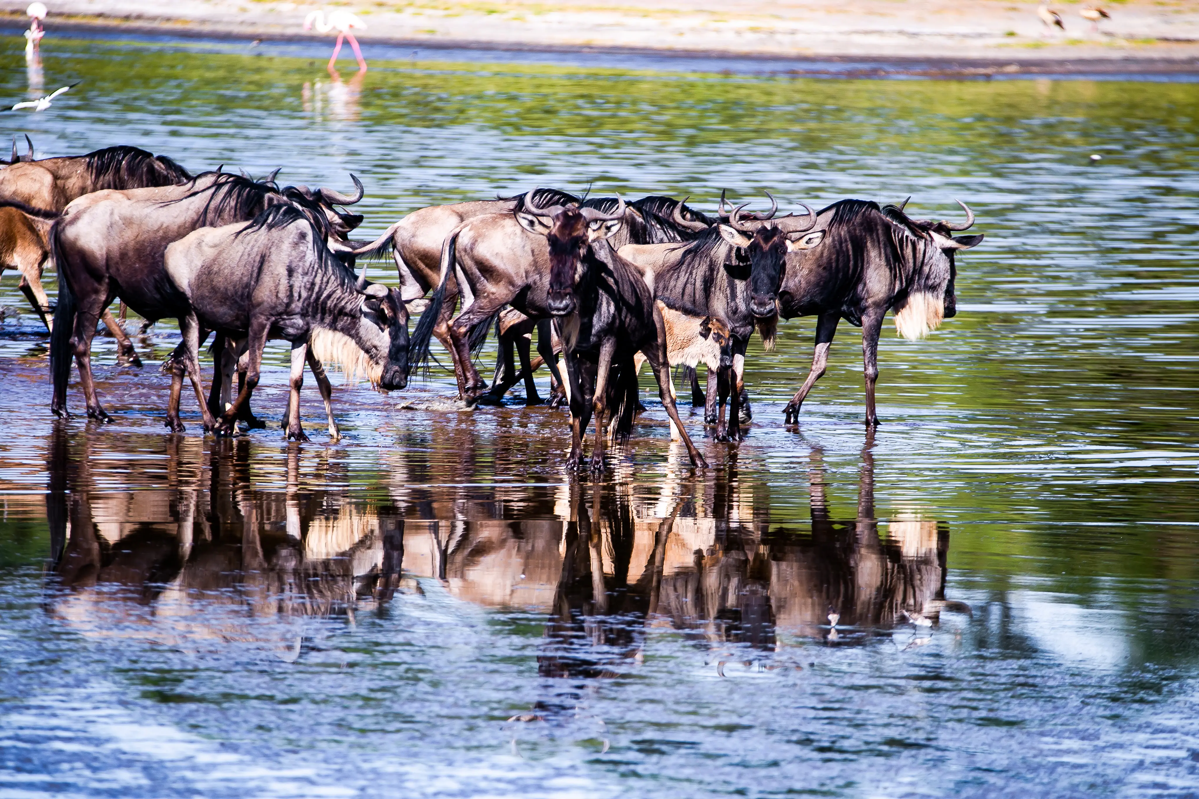 7 Day Fly in Safari & Culture Experience - Midrange