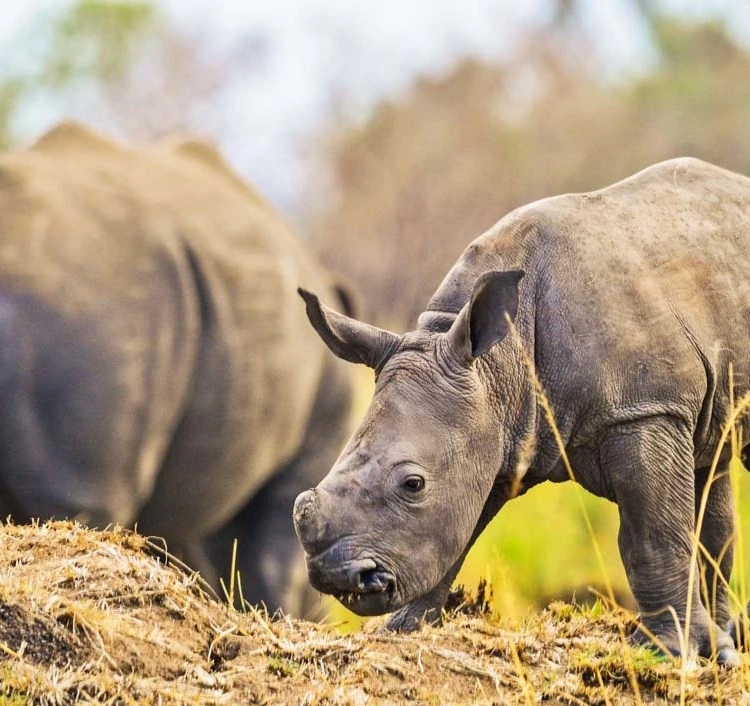 11-Day Gorillas, Chimps and Wildlife Uganda Safari