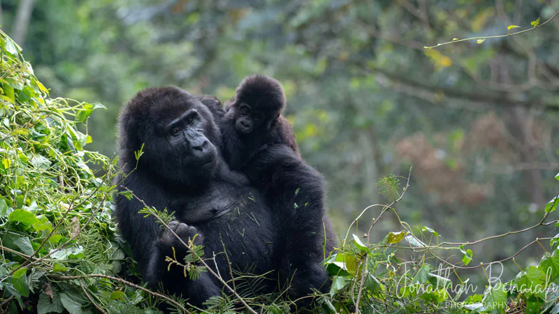 3-Day Trek and Meet Gorillas In Bwindi Impenetrable National Park Tour