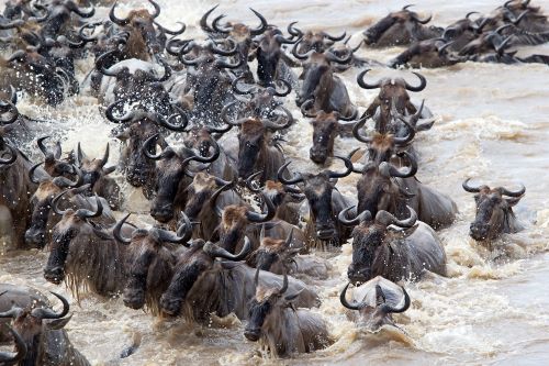 Explore the Serengeti & Maasai Mara: 8-Day Migration Luxury Safari - Januz Safaris - Safarigo