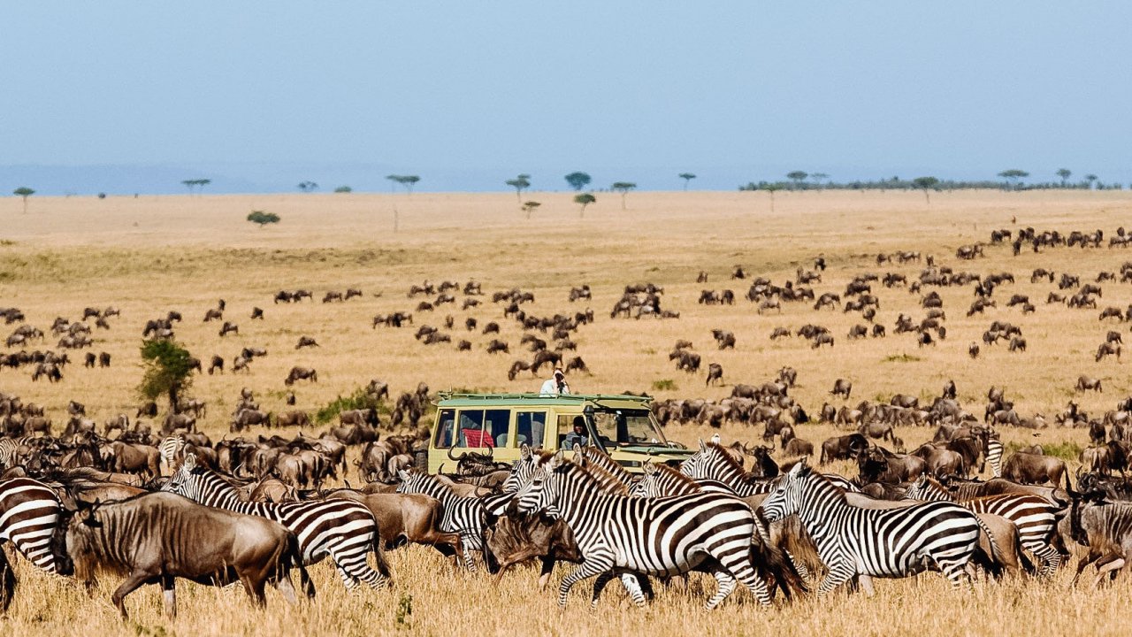 8 Day Simba Luxury Safari