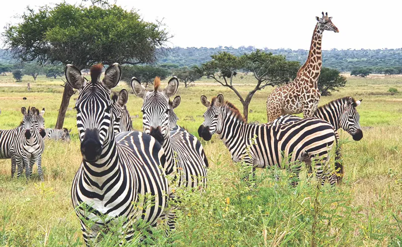 6-Day Drive & Fly-Out Wilderness Safari