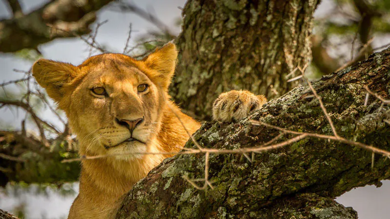 5-Day Amboseli, Naivasha & Masai Mara Luxury Safari