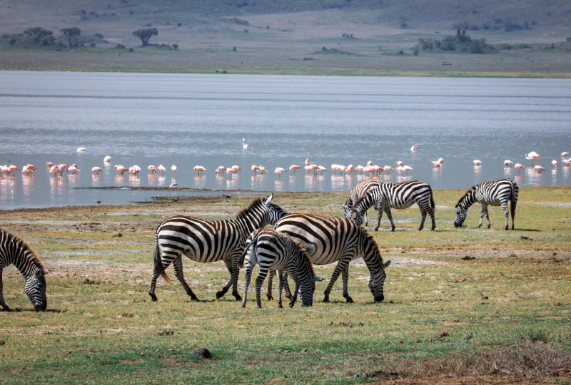 7 Days Fast Track Migration Plus Serengeti Safari Experience