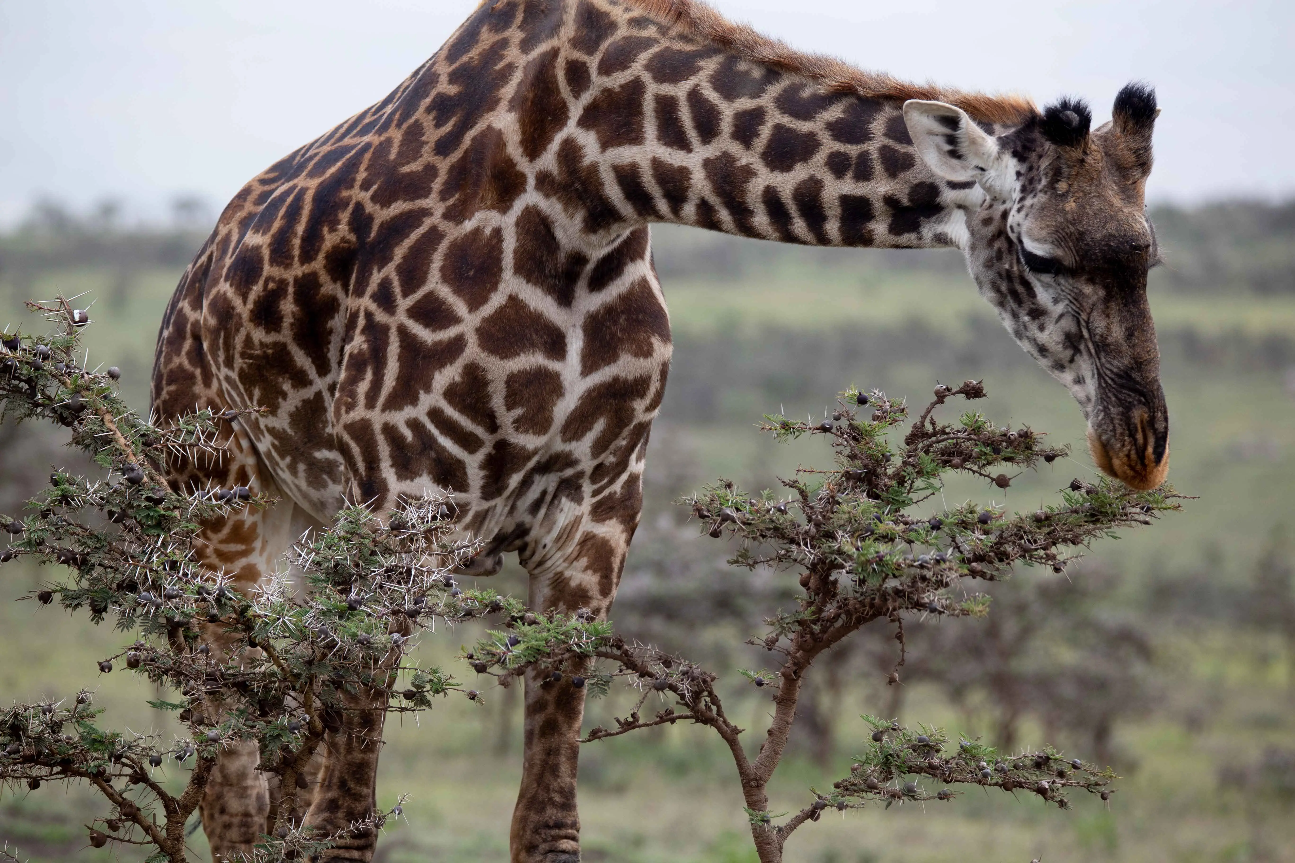3-Day Budget Safari at Mikumi National Park