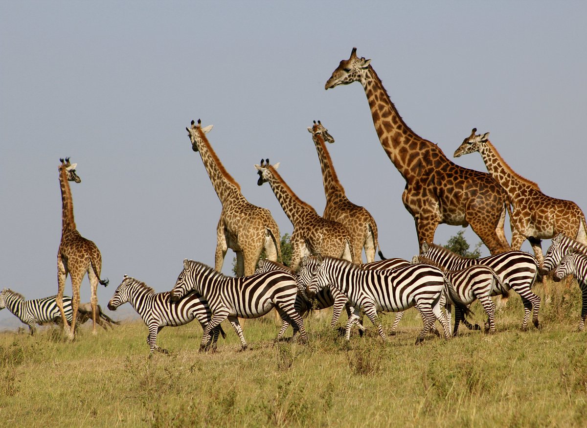 5-Day Mid range Tanzania Safari