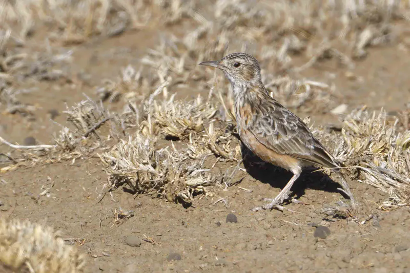 2-Day Lark Plains & Arusha National Park Birdwatching Safari