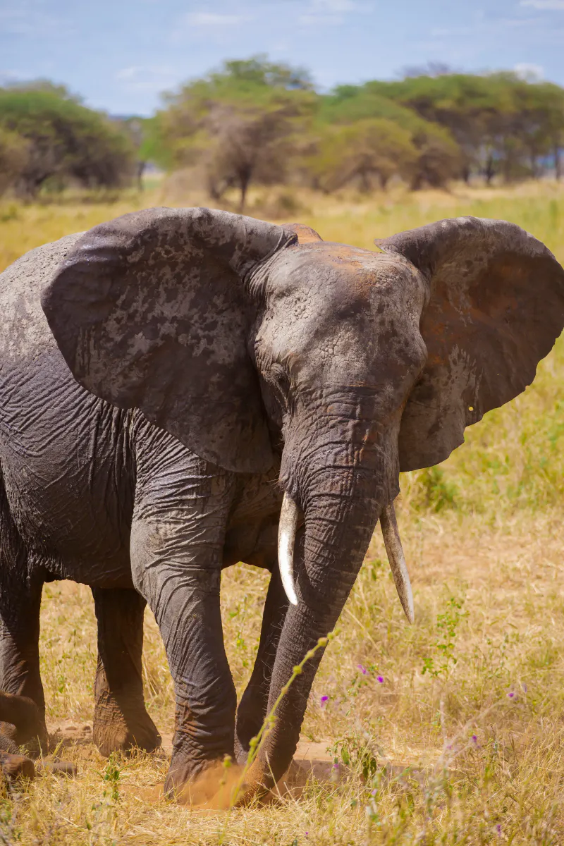 6-Day Classic Tanzania Safari & Relaxation: Tarangire, Serengeti & Ngorongoro