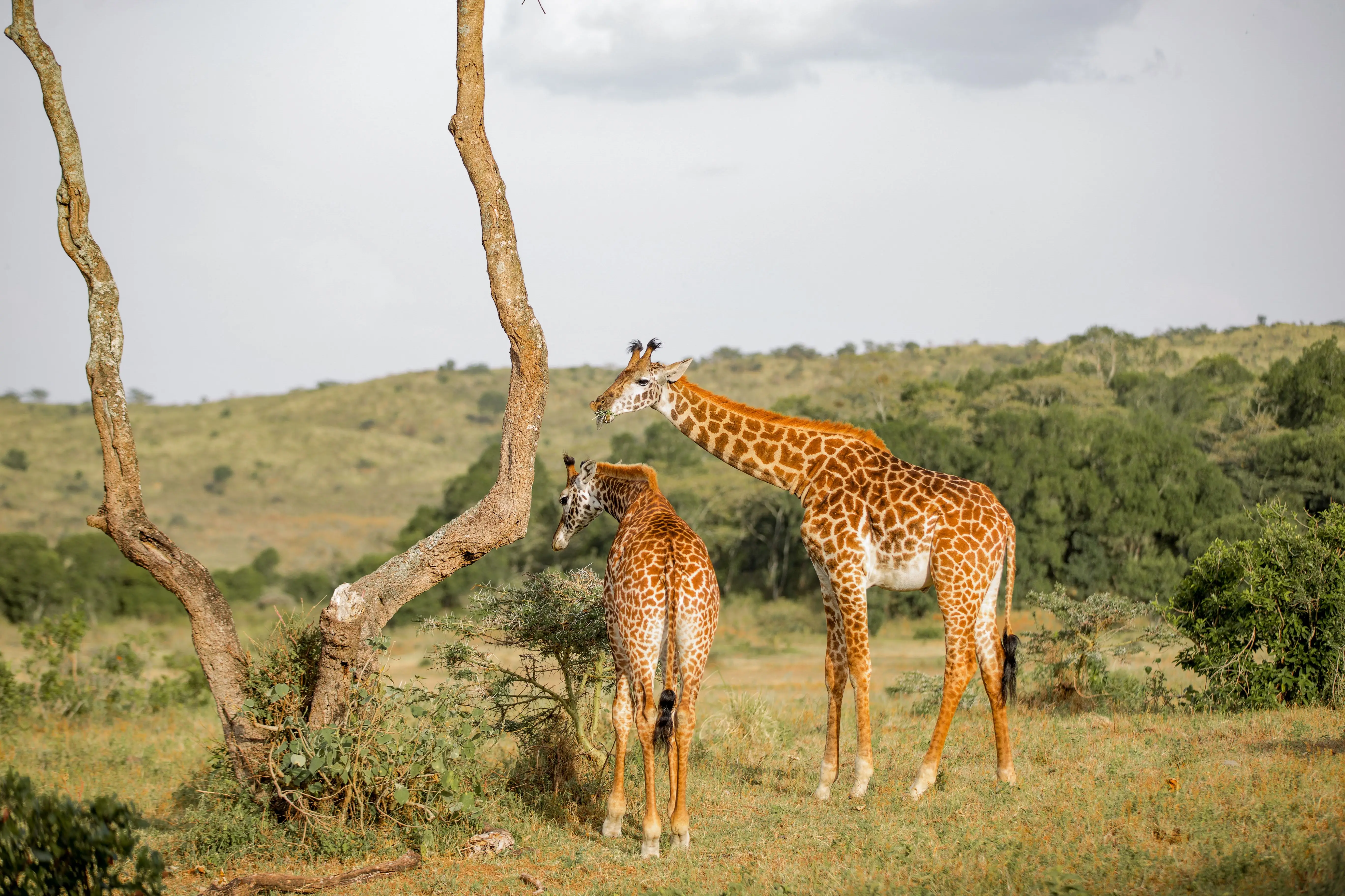 3-Days Tarangire & Ngorongoro Safari