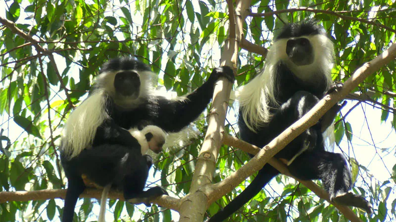 3-Day Amani Nature Forest Reserve Adventure From Dar es Salaam