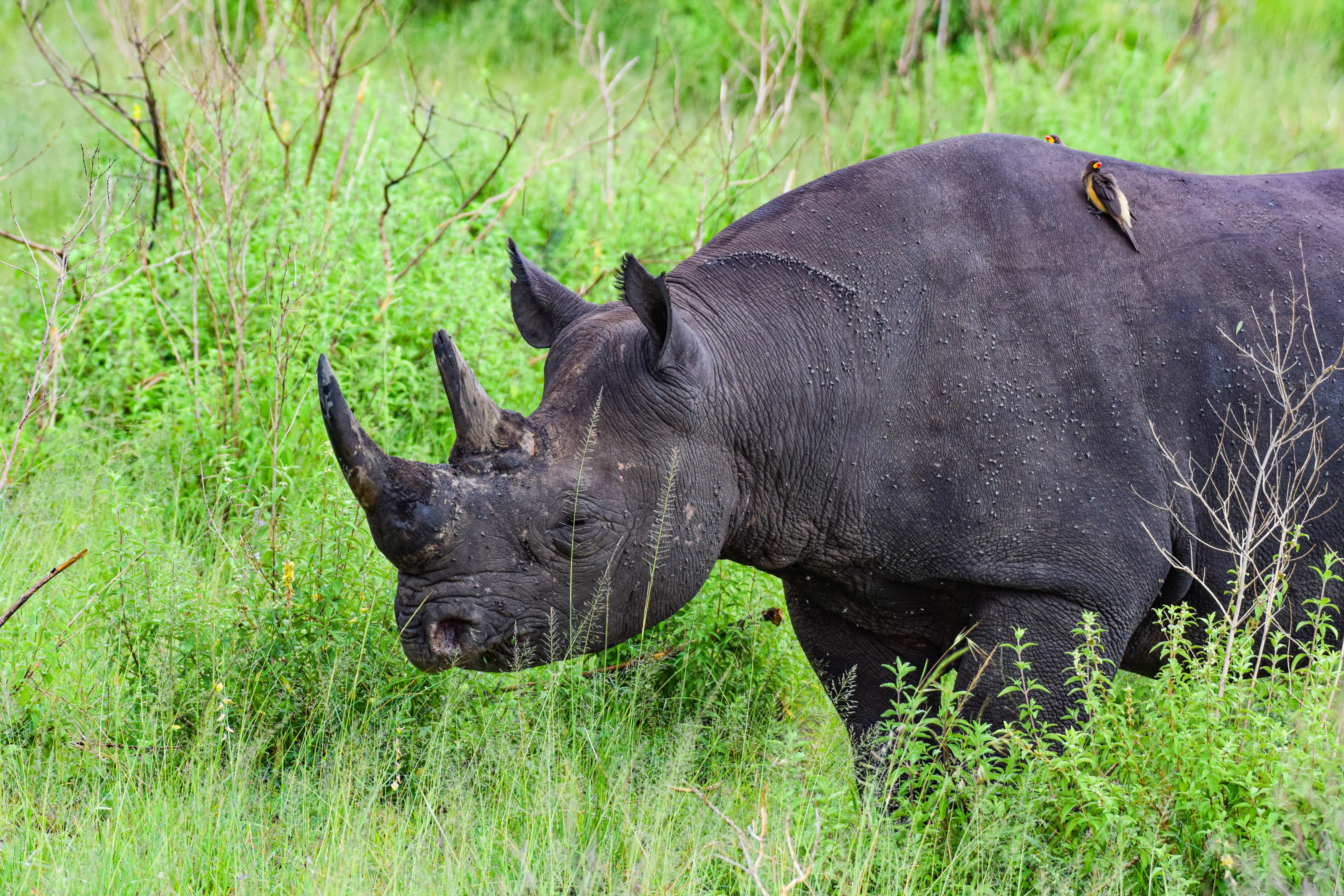 4-Day Lake Nakuru and Masai Mara Mid Range Safari