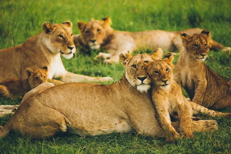 10-Days luxury plus Kenyan Safari