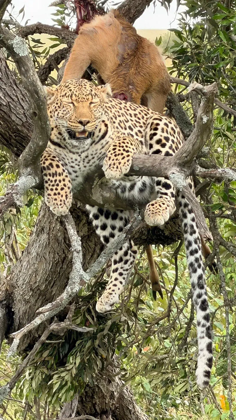 3 Days Masai Mara and Naivasha Budget Private Safari