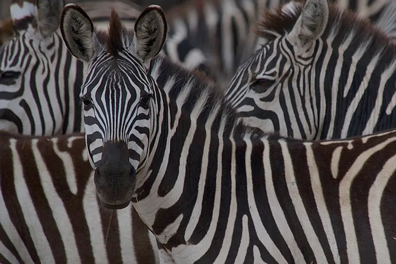 3 Day Game Viewing and Hadzabe Excursion