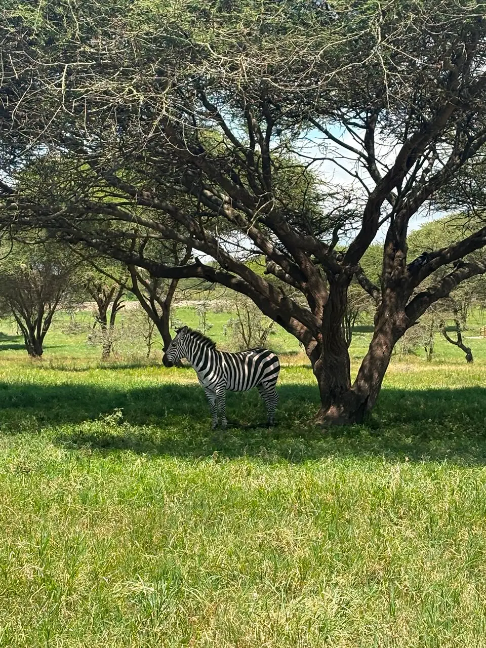 1day trip Serval and Chemka Wildlife trip flying from Zanzibar.
