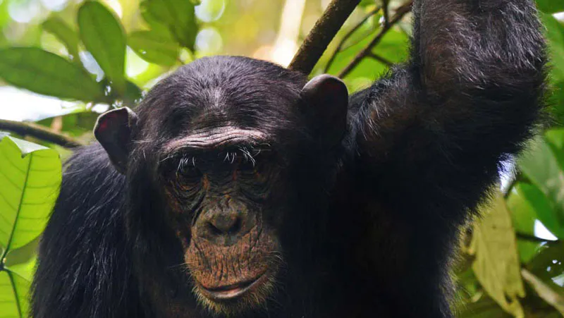 3-Day Chimps Trekking -Kibale and Bigodi Nature Walk