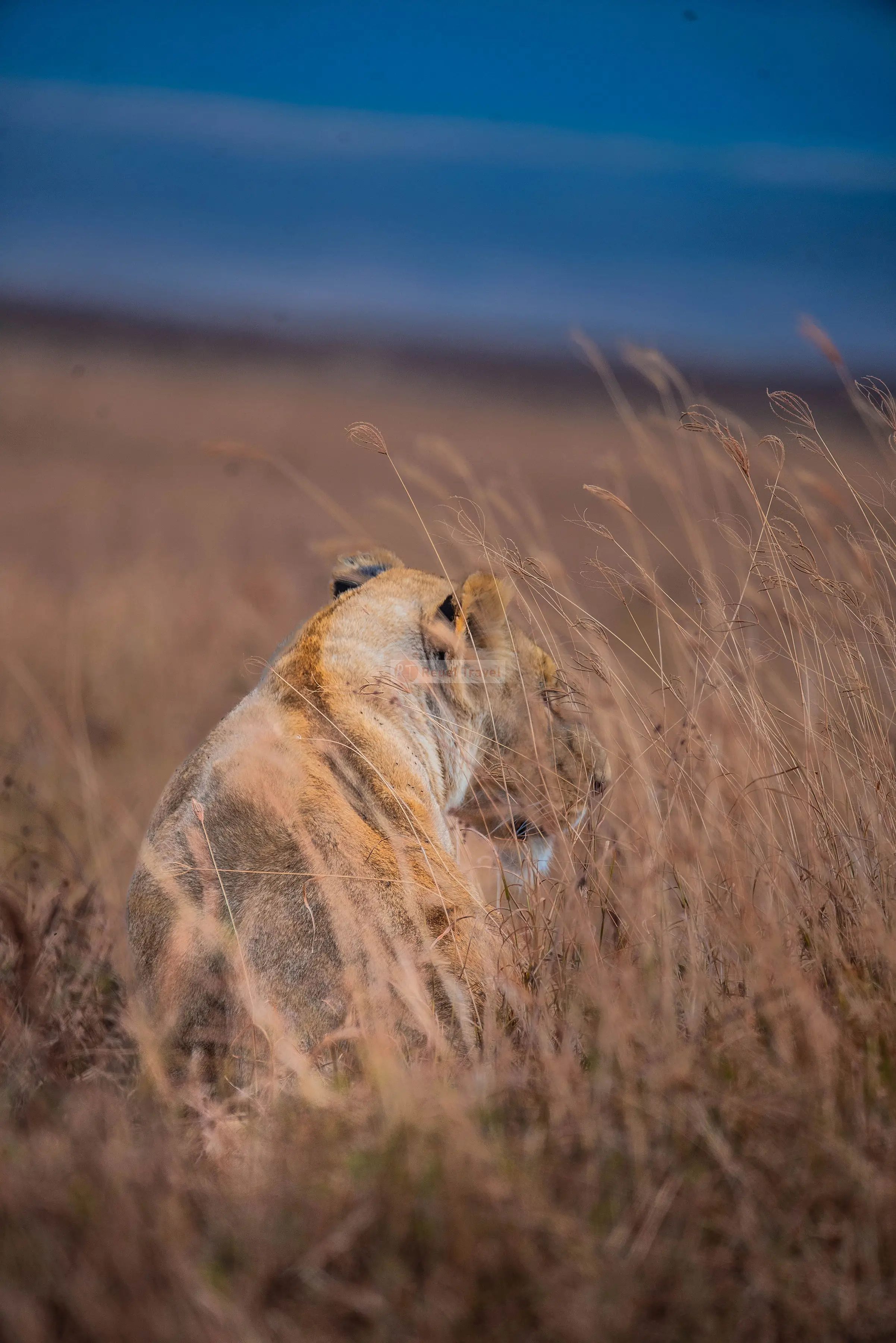 7-Day The Cultural Tour and Classic Great Migration Safari