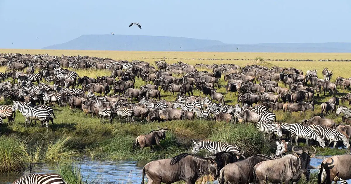 Ngorongoro Crater Day Trip