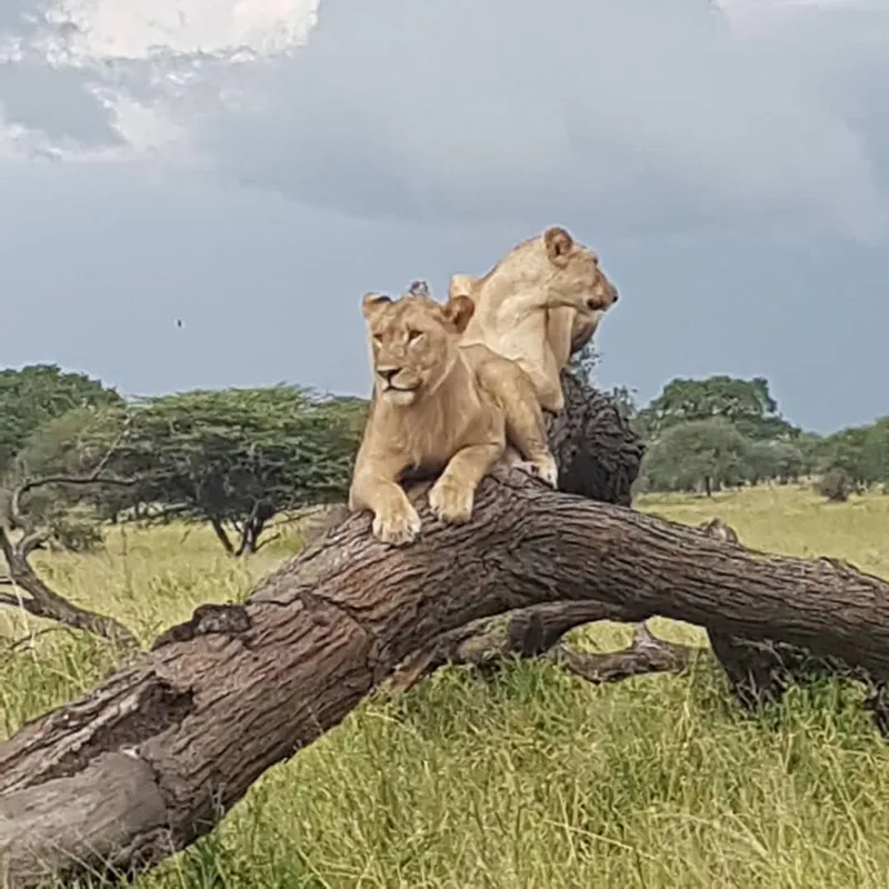 3 Days Serengeti and Ngorongoro Crater Safari