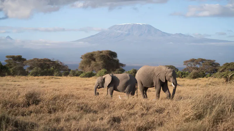 6-Day Amboseli, Naivasha & Masai Mara Safari