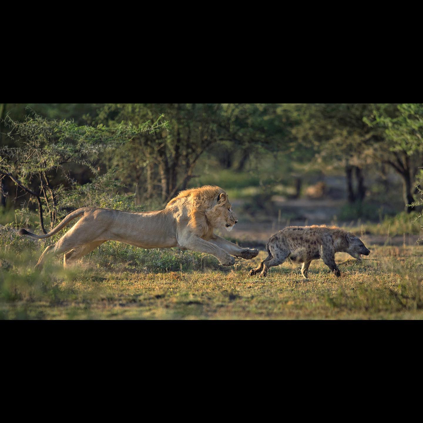 6-Day Ndutu Calving season Serengeti Migration Tanzania Safari (December To April) - Furaha Tours & Safaris - Safarigo