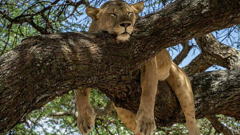 5-Days 4 Nights Tanzania safari