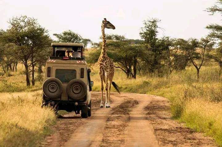 Wild Wonders & Kilimanjaro Vistas: 6-Day Mara • Nakuru • Amboseli Safari