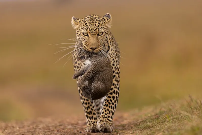 6-Day Tanzania Memorable Advanture Fly out to Zanzibar
