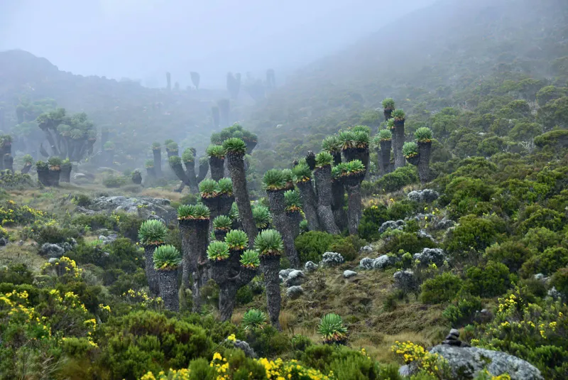 6 Day Kilimanjaro Trekking Umbwe Route