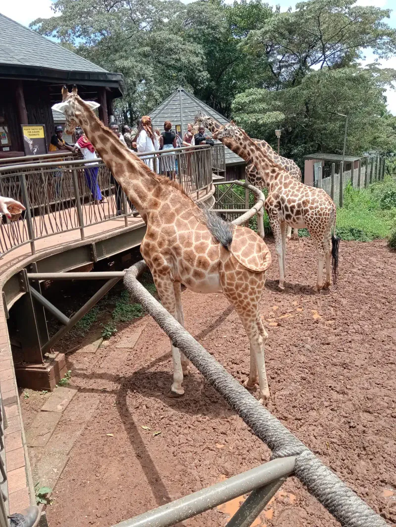 Day Trip to Nairobi National park, Sheldrick Wildlife Trust and Girraffe Center