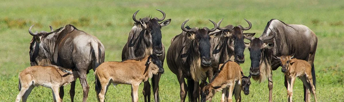 4- Day Best Tarangire NP, Ngorongoro Crater & Ndutu Area