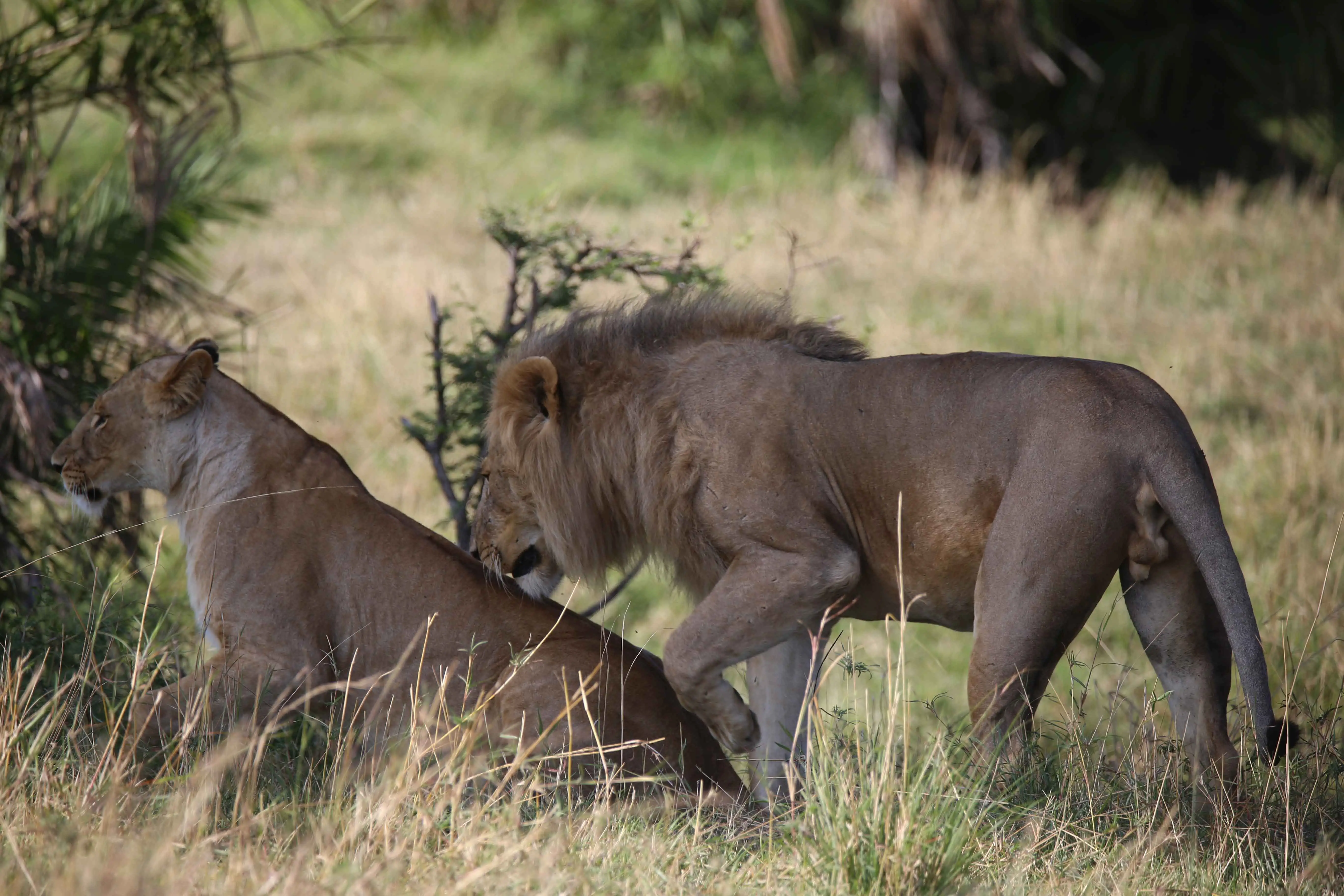 3-Day Budget Safari at Mikumi National Park